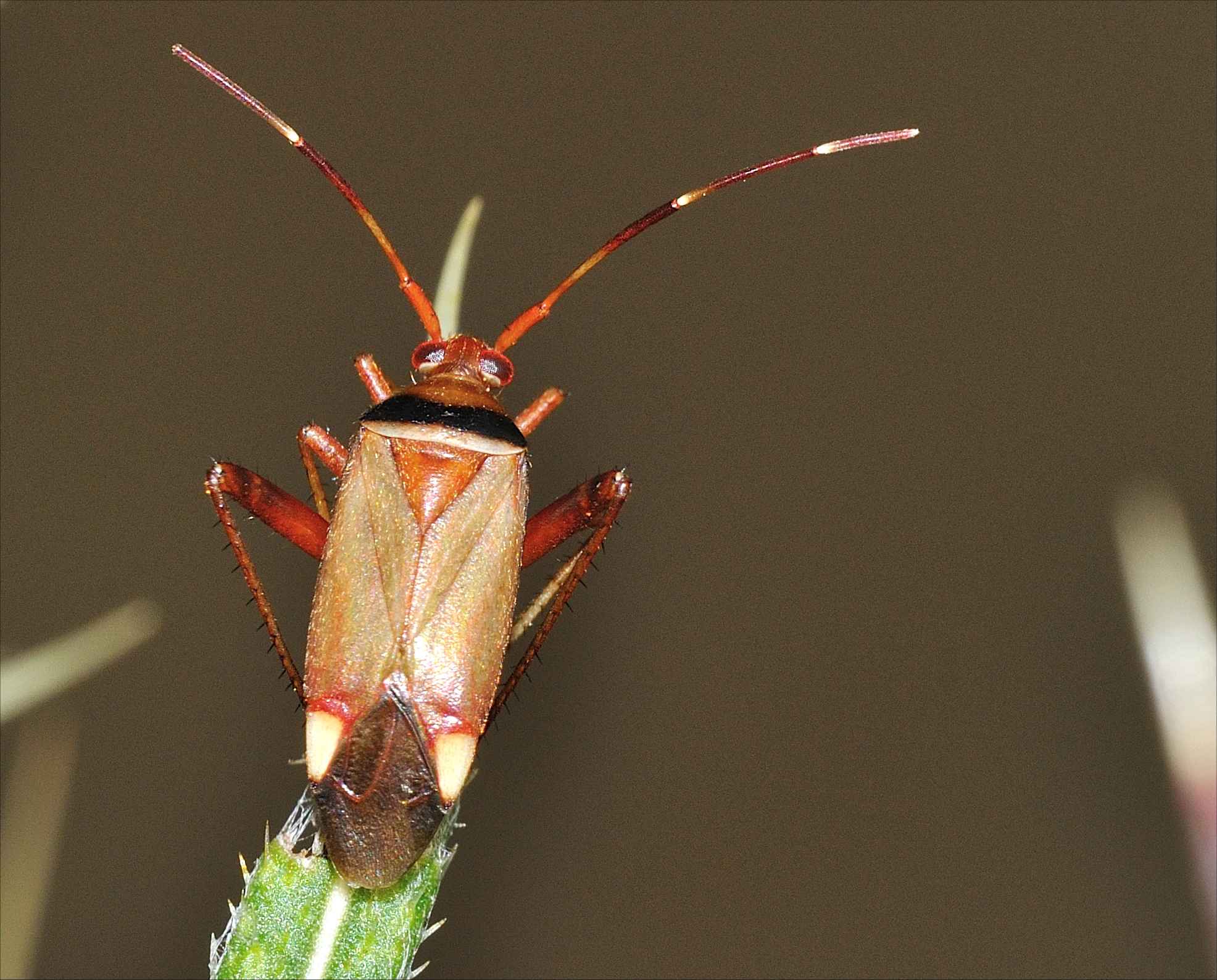 ID Heteroptero n.2